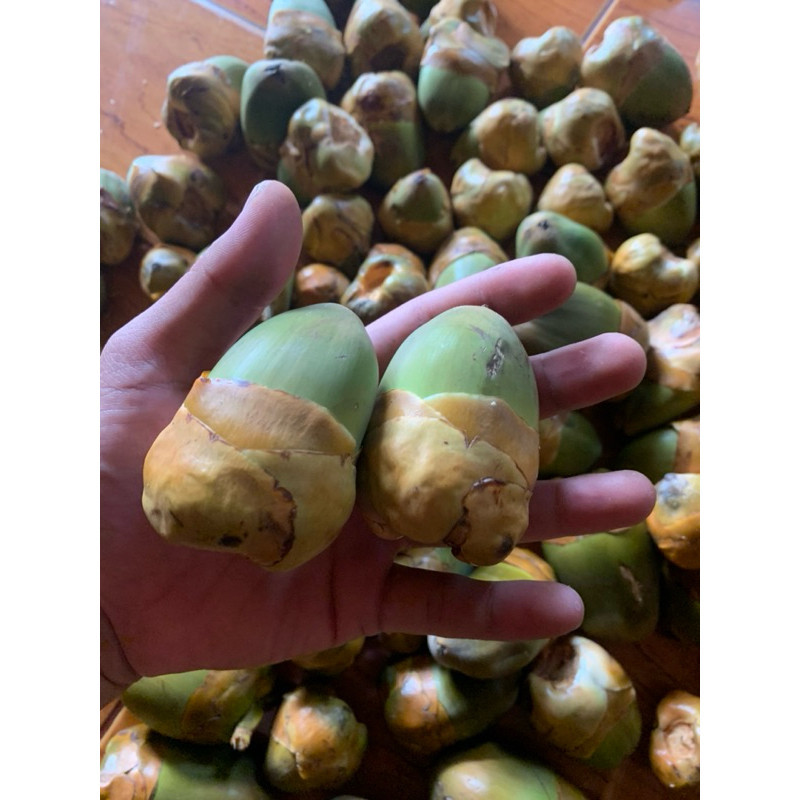 

ISM - Beluluk Buah Kelapa Kecil Tembuluk per 10 biji penurun gula darah dll