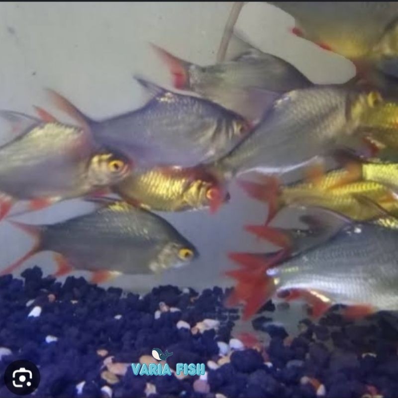ikan kaviat hijau,hiasan PAKET ISI 5 aquarium,perlengkapan aquarium