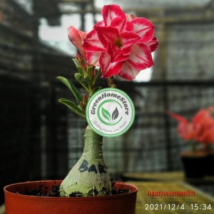 adenium bunga tumpuk id Black amarilis - merah putih