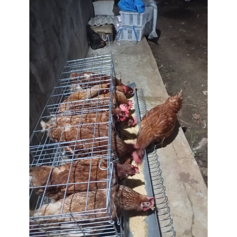 

Siap produksi telor