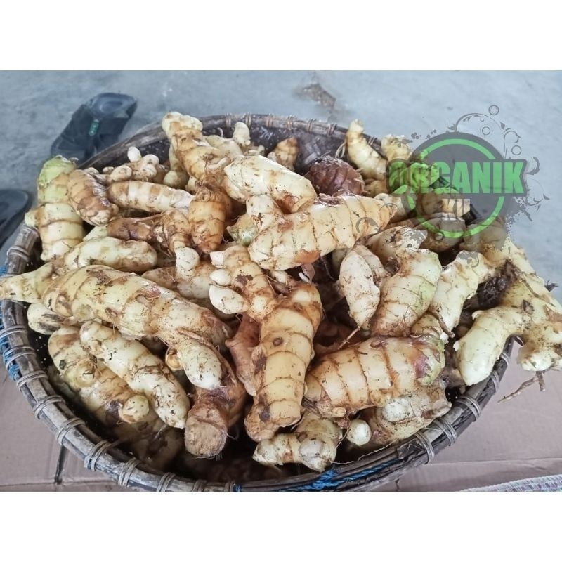 

kunyit putih segar 1 kg langsung di ambil dari kebun asli organik herbal CURCUMA ZEDOARIA ak