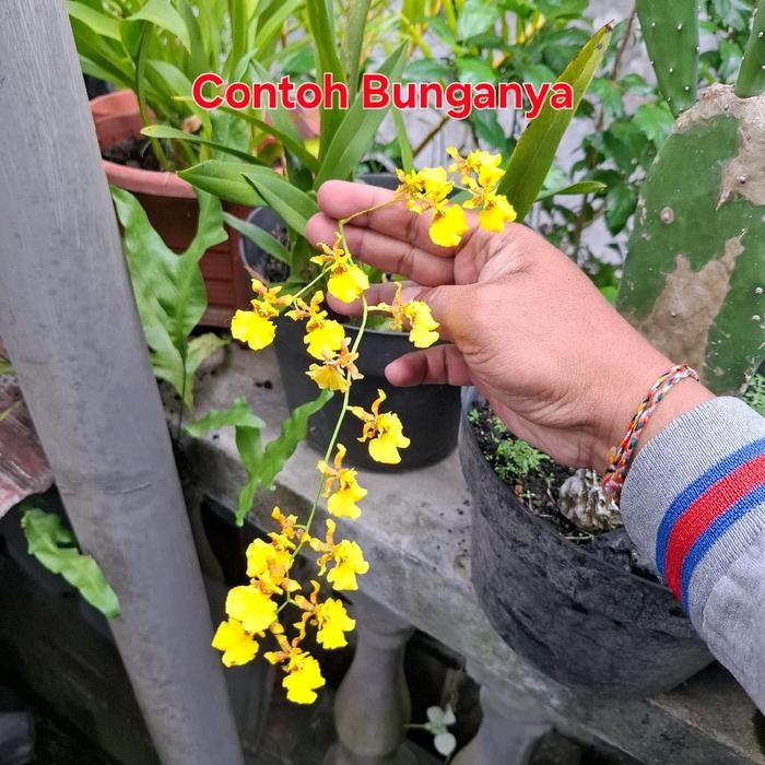 Anggrek Oncidium Golden Shower