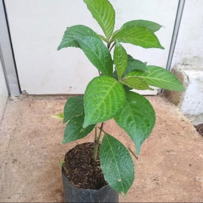 

pohon keji beling / kaca beling / tanaman herbal