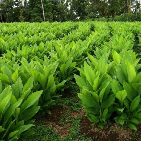 

Daun Kunyit Segar 1 Kg Petik Langsung