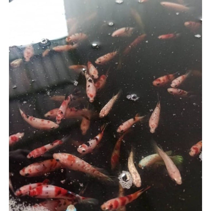 Hiasan Jayent Plakat Cello Bhan Mutasi Up  Cupang Giant