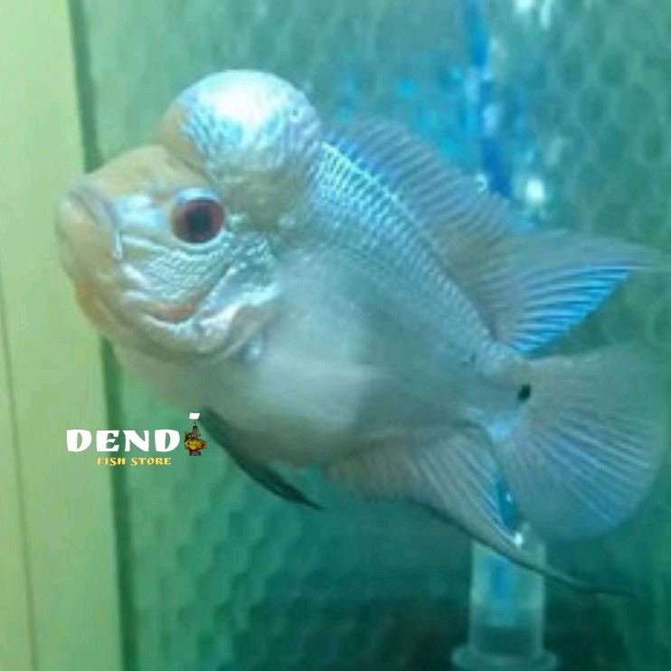 

packing gratis thaislik blue louhan berkualitas pilihan