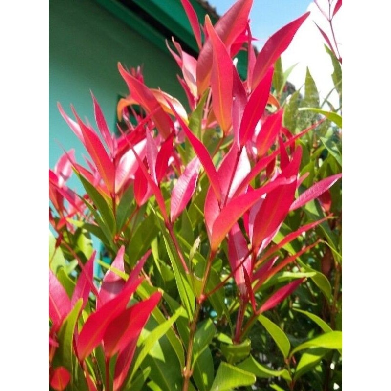 TANAMAN HIAS PUCUK MERAH - TANAMAN HIAS HIDUP OUTDOOR