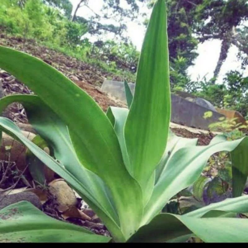 

DAUN BAKUNG SEGAR 200 GRAM COD