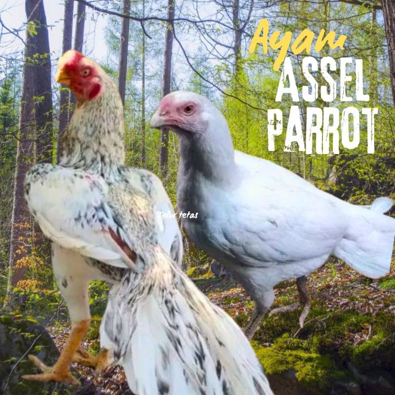 

telur ayam hias assel parrot untuk di tetaskan