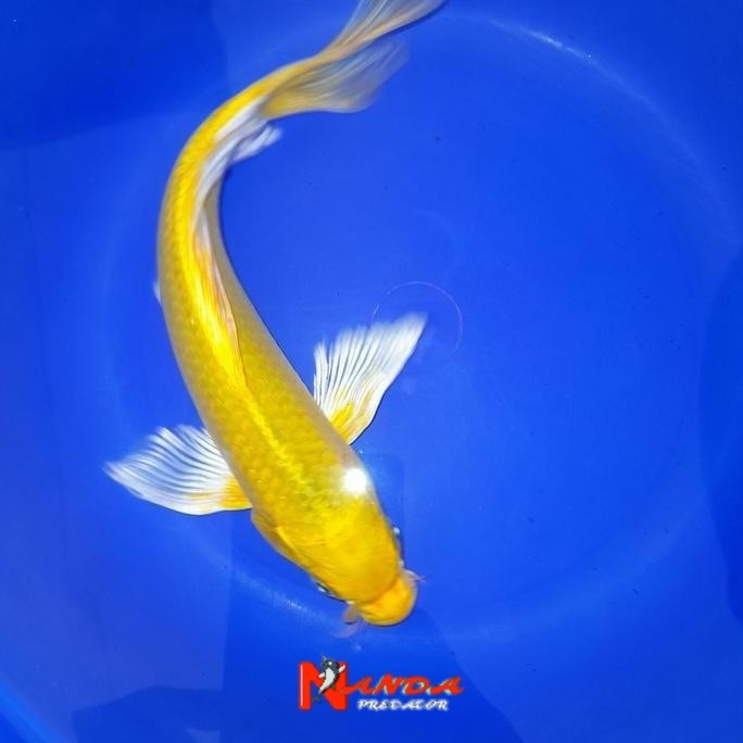 08. Ikan Koi Slayer Golden 21-25 CM