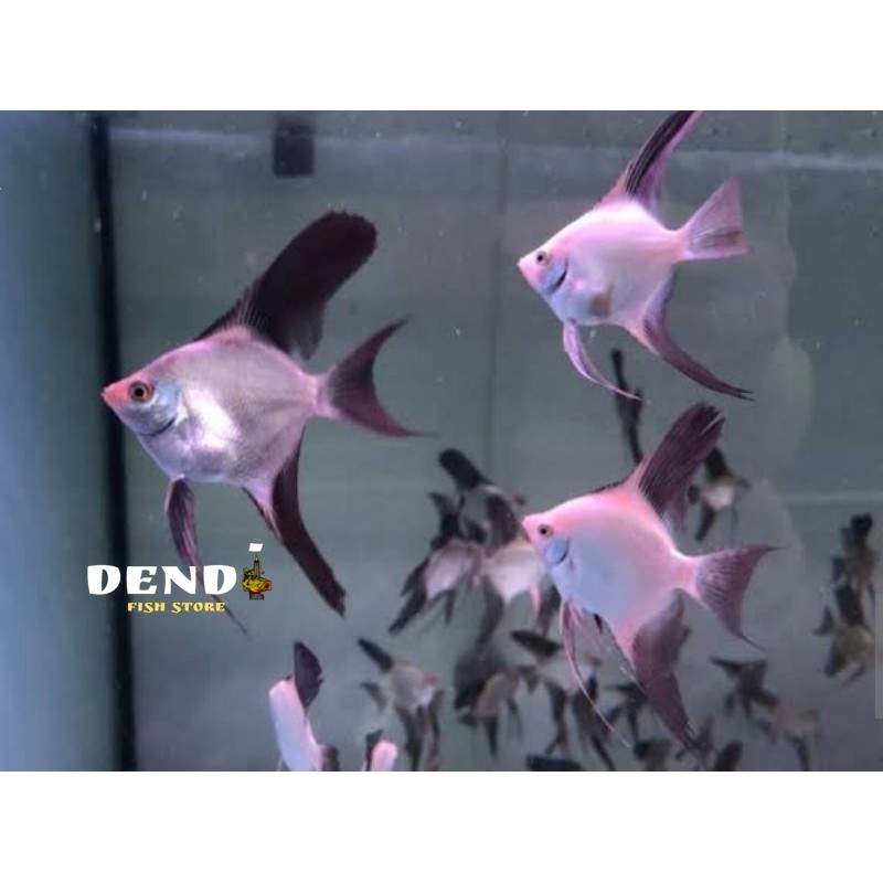 ikan hias  manfish BSP size M  per pcs