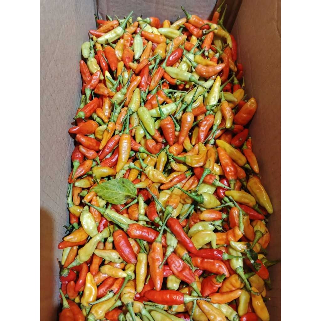 

Paket CRM cabe cabai rawit merah 1kg murah fresh cabai setan cabe rawit setan cengek 1kg