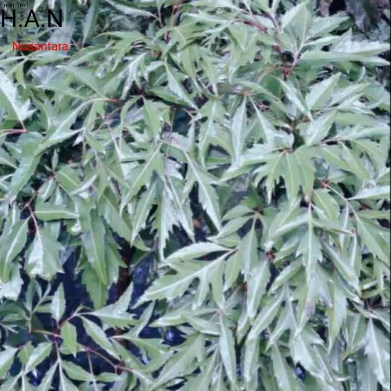 

daun kenikir/raja midang segar netto 100 gram segar siap petik lalapan khas sunda