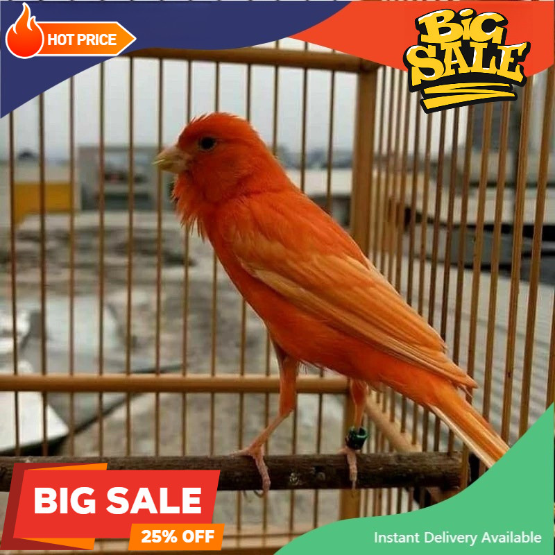 burung kenari marlok merlok ( merah lokal ) bahan rawatan pilihan koang kicau zaini canary