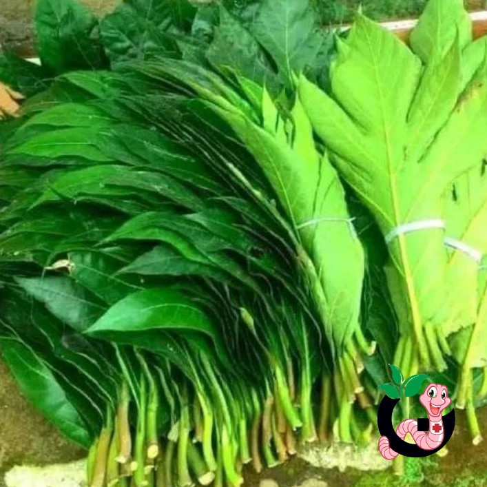 

Daun Sukun Segar 250 gram [KUALITAS EKSPOR]
