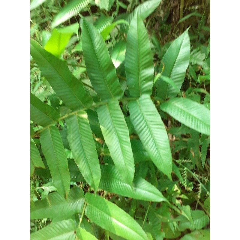 New Tanaman pakis hias 'pakis hiasan taman