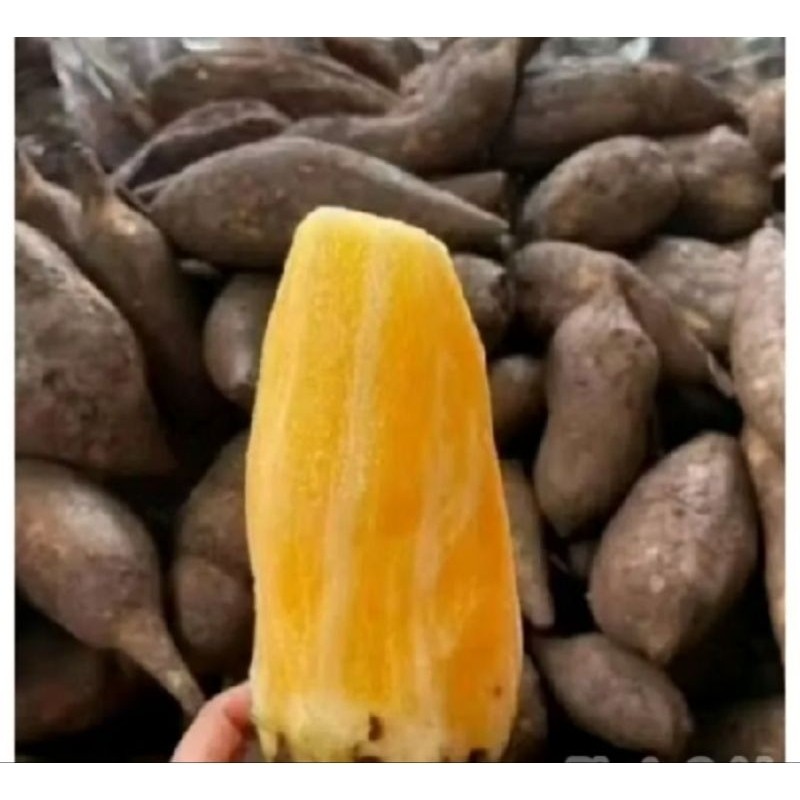 

Ubi Yakon Wonosobo Asli Renyah Manis 500g/1kg