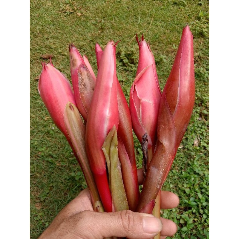 

Kecombrang Merah segar bunga kecombrang merah, bunga honje laka Bongkot kecombrang merah segar