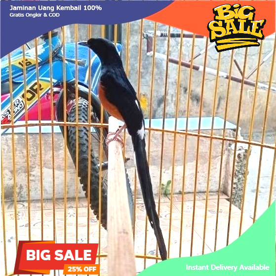 Burung Murai Batu medan jantan Pastol Atau Dewasa Sudah gacoran bunyi ring