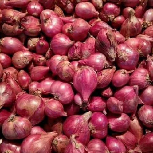 

bawang merah organik