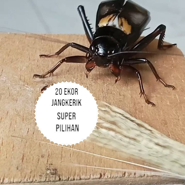 JANGKRIK ( SUPER BESAR ) ukuran besar TERLARIS jangkrik super murah - jangkrik aduan - jangkrik jara