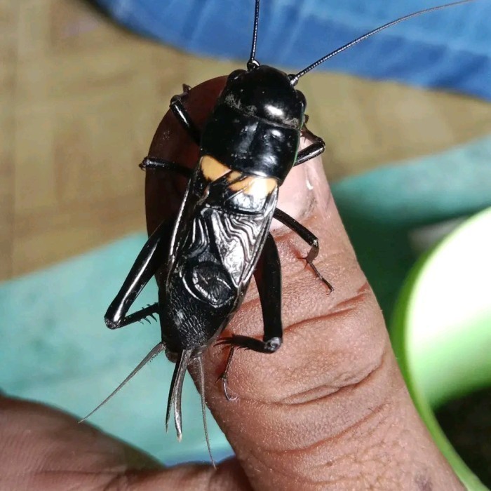 JANGKRIK ( SUPER BESAR ) ukuran besar JKK JK SUPER BIGE Jangkrik Aduan Hidup Sudah Sama Kandang / Ja