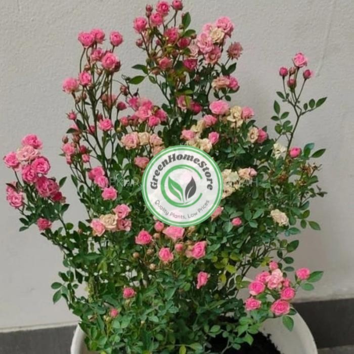 Tanaman hias Baby Rose / Mawar Mini Berbunga Sudah rimbun
