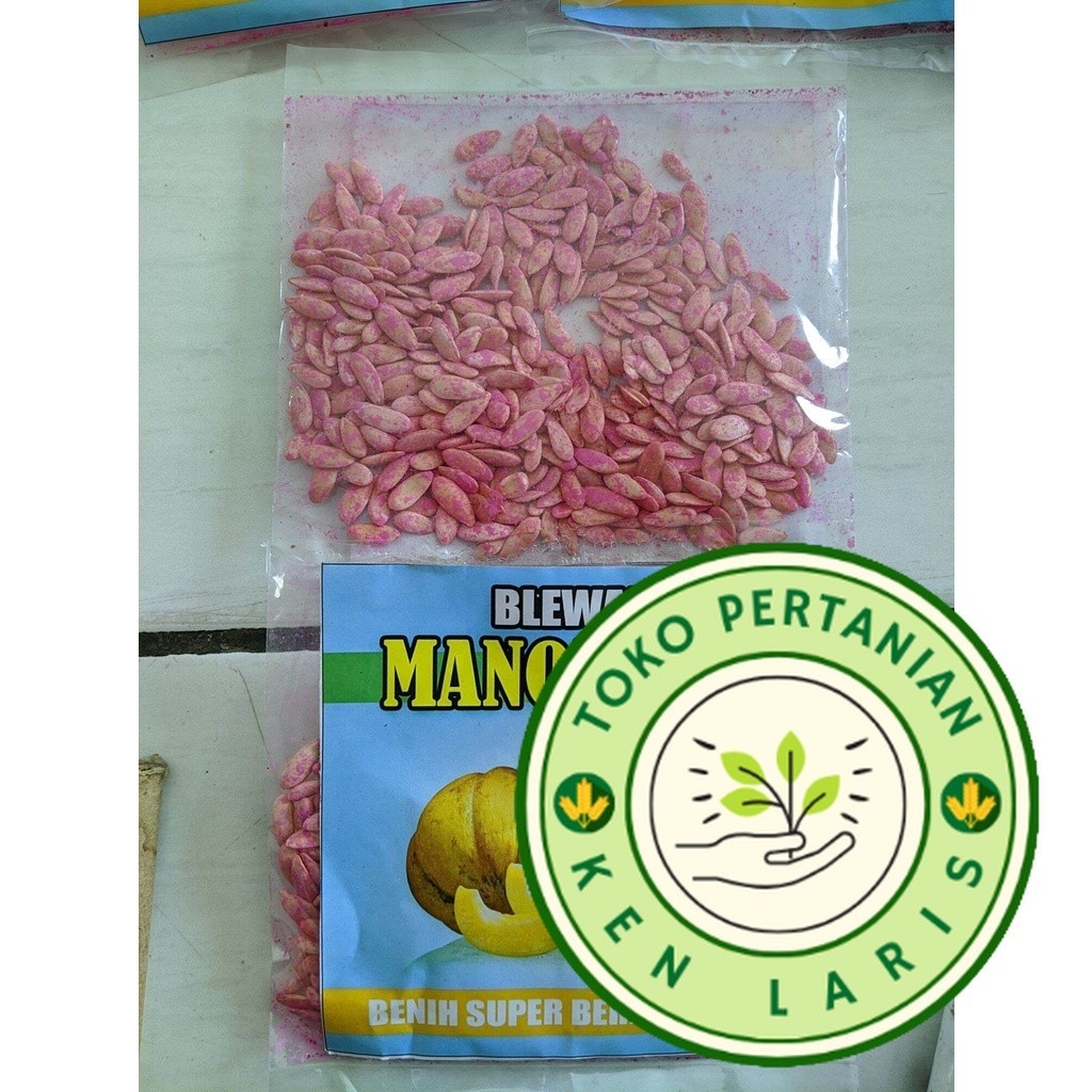 50 BIJI BENIH BLEWAH MANOHARA SIAP TANAM SUPER UNGGUL
