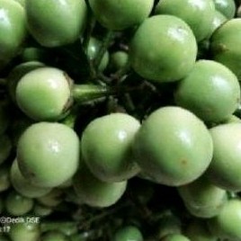 Buah Takokak sgar, Takokak herbal 300 gr...