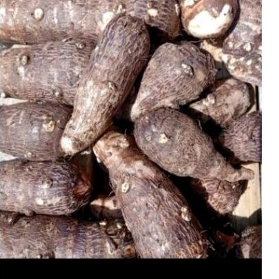 

New umbi talas pulan talasjumbo 1kg talas bahan kripik