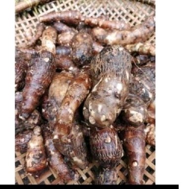 

Umbi talas puln 1 kg'' talas bahan kripik .