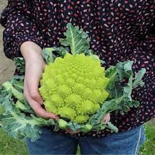 Bibit Tanaman Kembang KOL/BROKOLI Unggul Siap Tanam