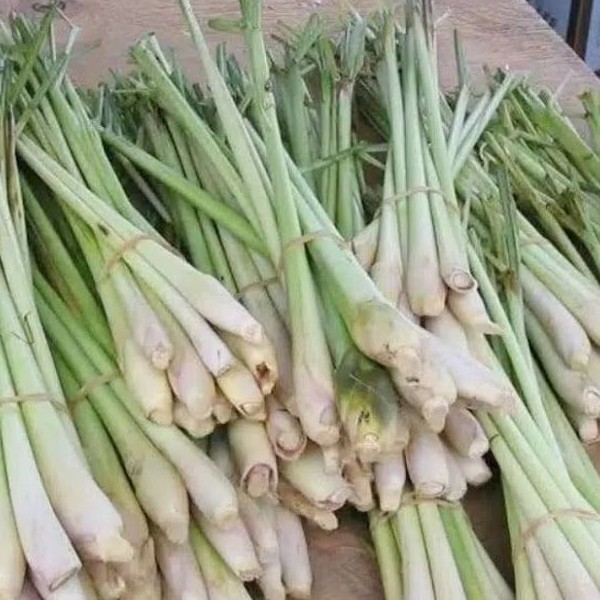 

Sereh Segar - 500 gram , tanaman herbal, obat tradisional, rempah rempah