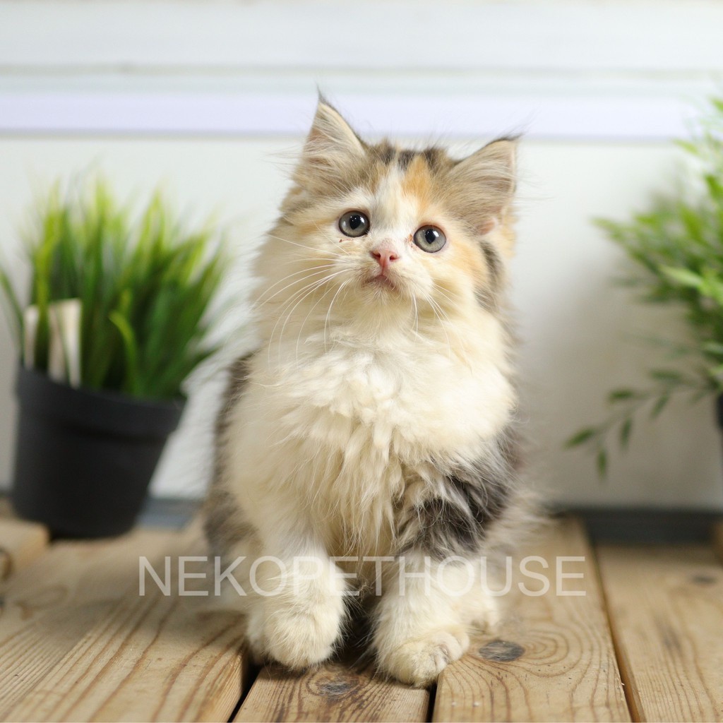 Kucing Persia Bukan Anggora Calico tiga Warna Lucu