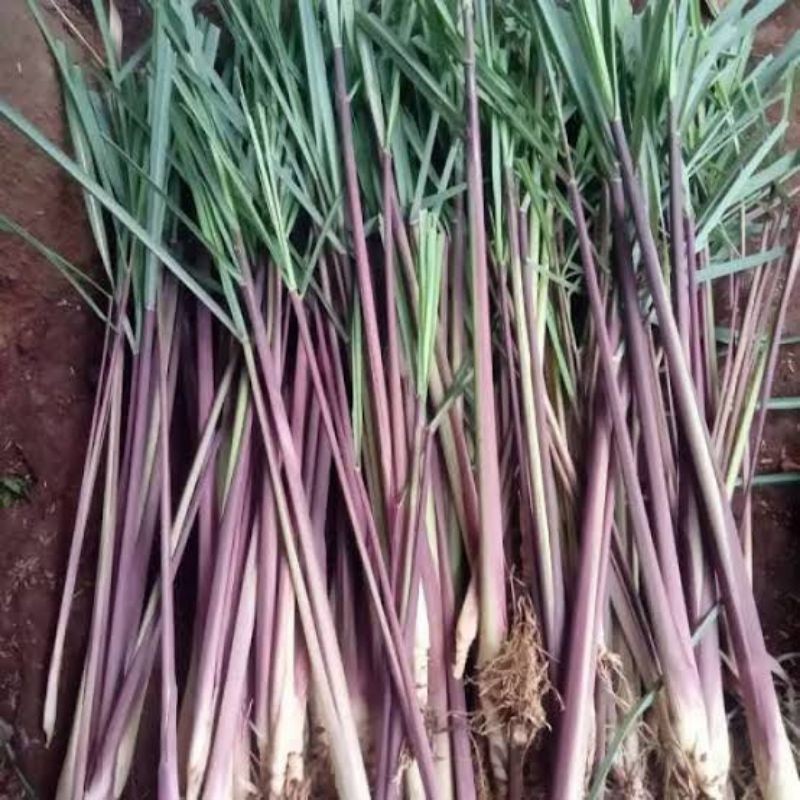 

Sereh merah/sereh wangi segar 1 kg