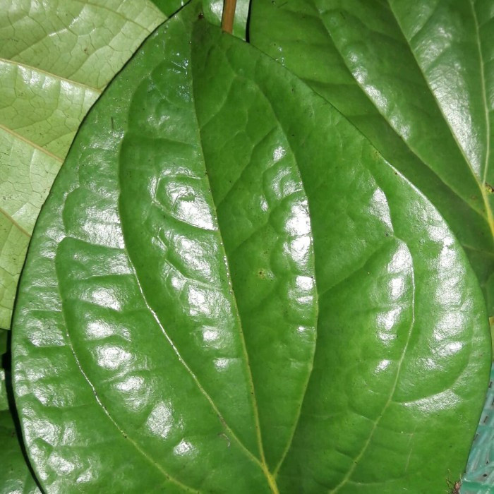

COD DAUN sirih hijau Segar 250 gram fresh