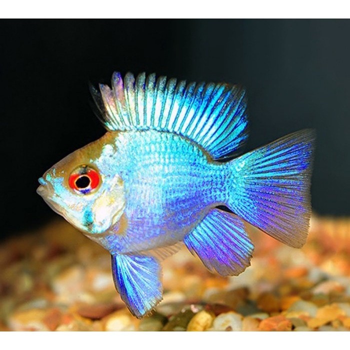 Blue Electric Ramirezi / Elektrik / Ikan Hias Air Tawar Terbaru