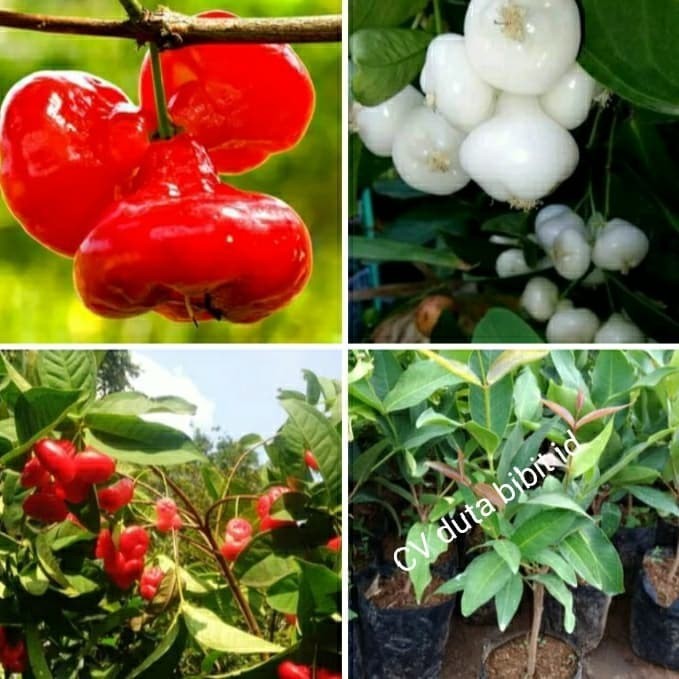 paket bibit jambu air kancing merah dan bibit jambu air kancing putih