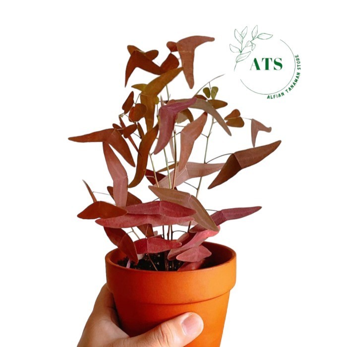 tanaman hias oxalis kupu kupu batik merah