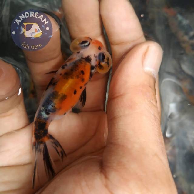 Big sale Koki mata balon kecil perlengkapan akuarium