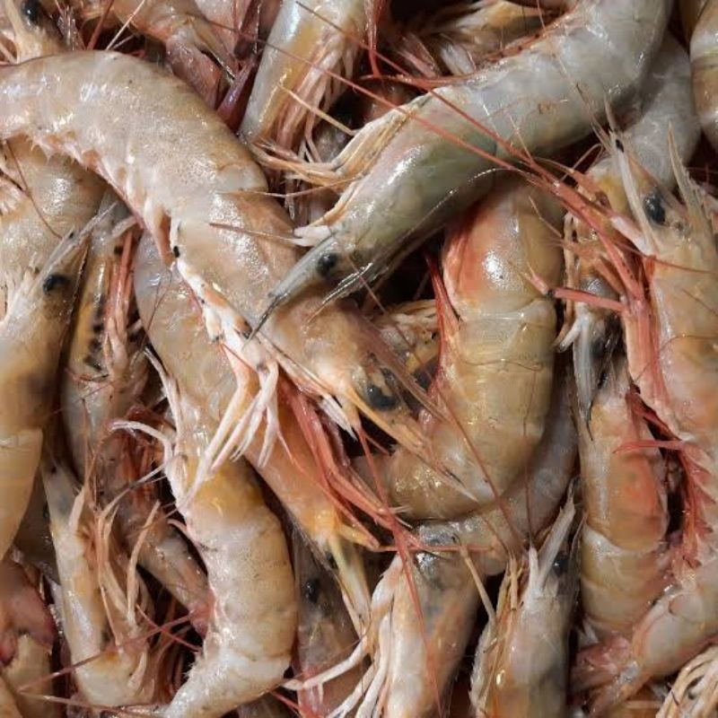 

Udang Dogol / Udang Brown Laut