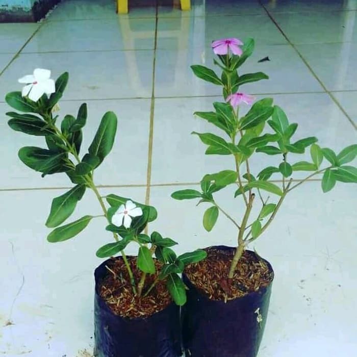 Grosir Tanaman Hias Tapak Dara Bunga Putih - Bibit Pohon Tapak Dara