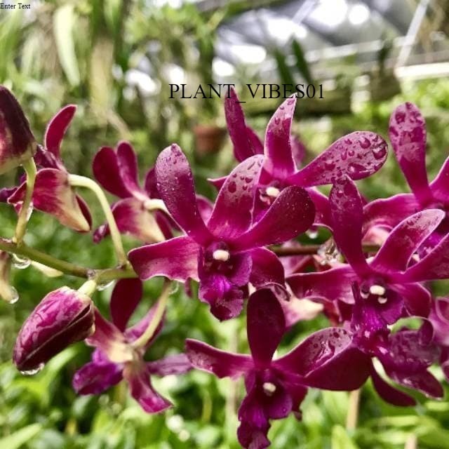 Anggrek Dendrobium Caesar Red