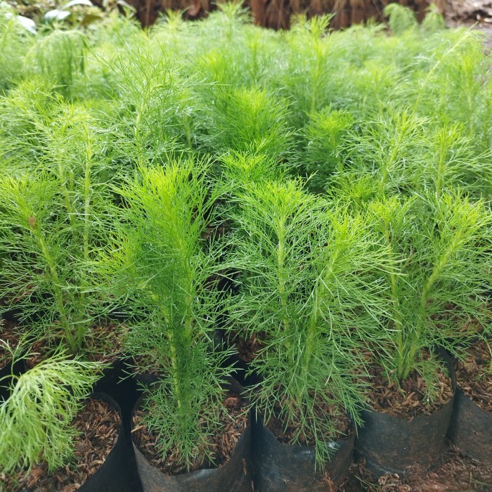 pohon cemara air/tanaman pagar Cemara air