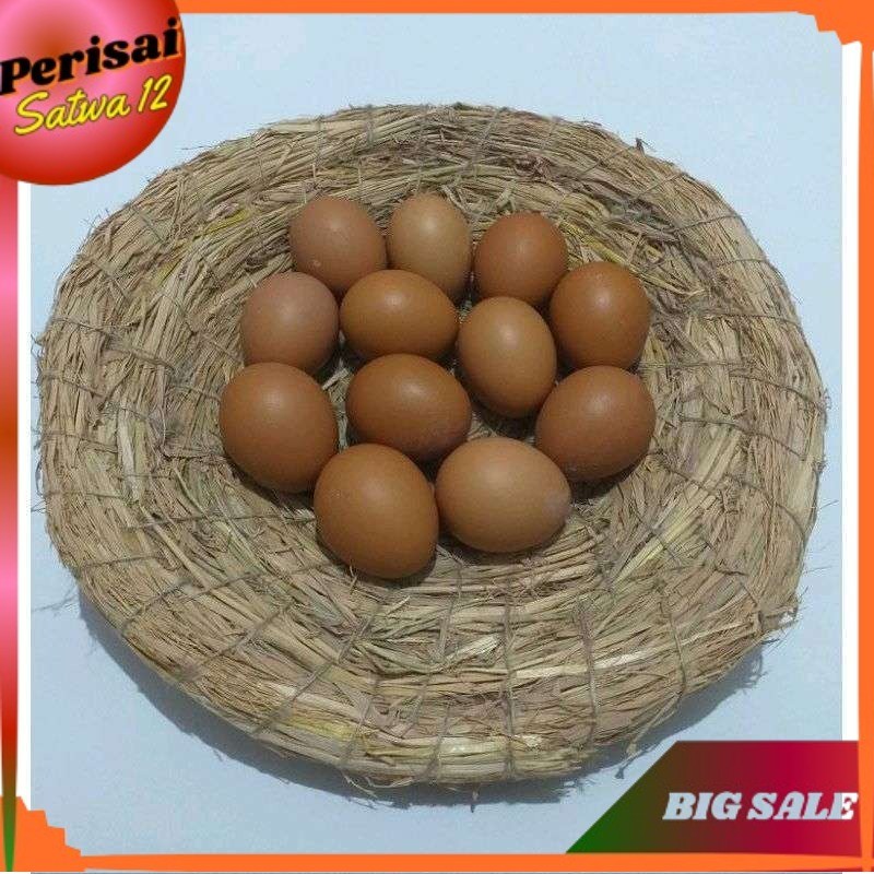 SARANG AYAM TARANGAN AYAM TEMPAT AYAM BERTELUR DAN MENGERAMI ALAS SARANG AYAM BERTELUR