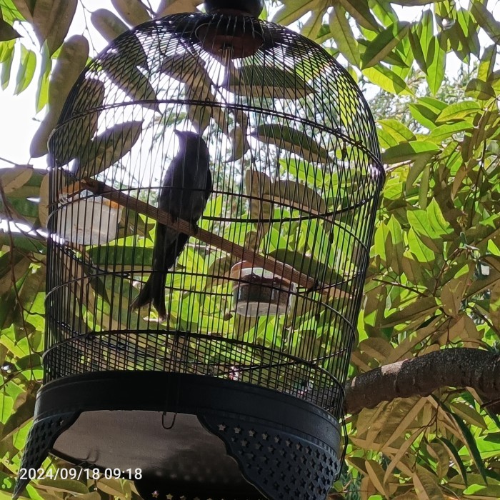 Burung Srigunting Abu Abu Rawatan Bunyi Jantan Kelabu Mata Merah Istimewa mulai Gacor