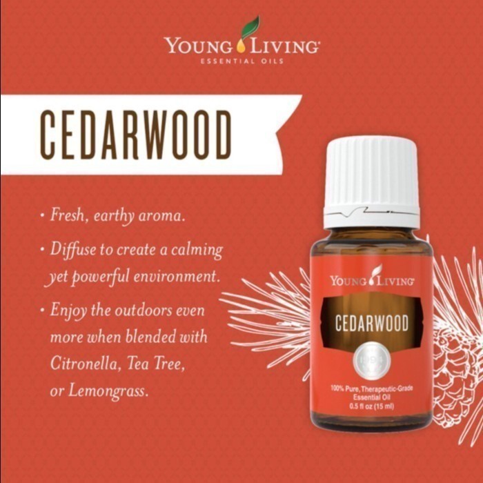 young living young oil cedarwood 15ml  oil cedar wood  15ml living essentials oil minyak esential