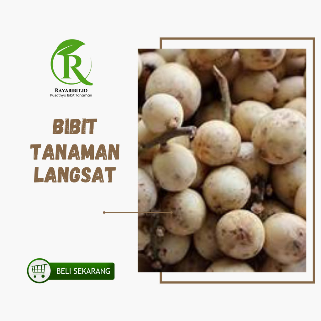 Bibit Langsat Bibit Buah Langsat Super Berkualitas[ SIAP KIRIM ]