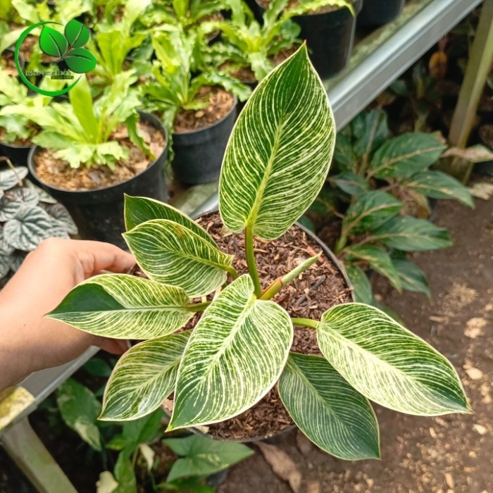 (PROMO) tanaman hias philodendron birkin pohon philo birkin tanaman philodendrin birkin