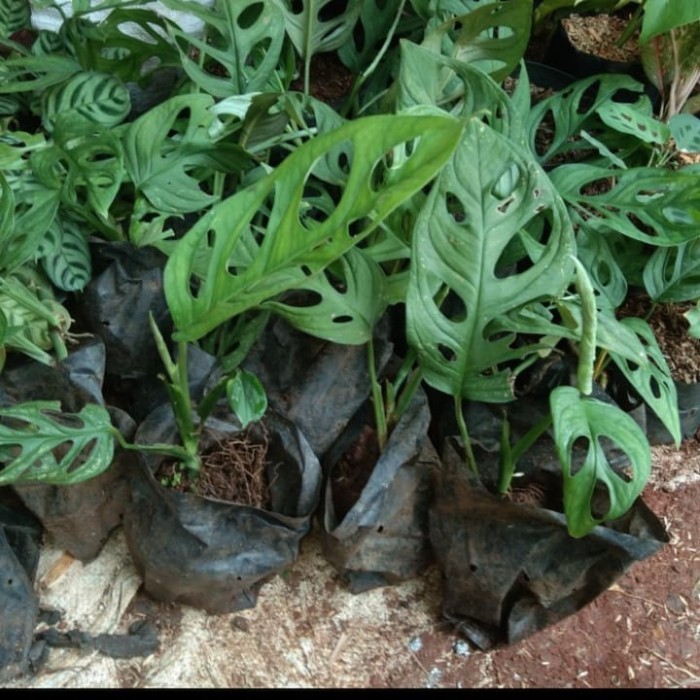 pohon janda bolong / pohon philodendron monstera janda bolong